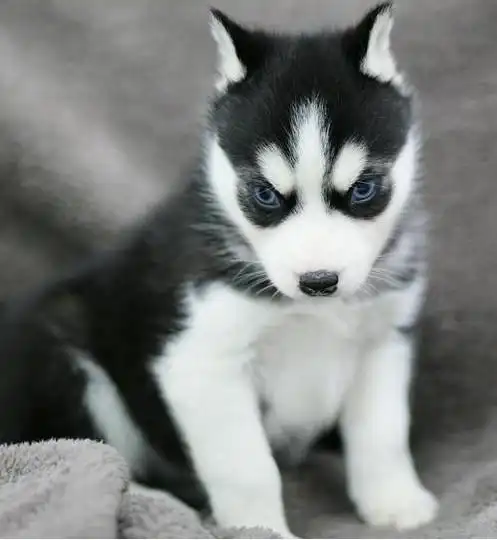 三火蓝眼哈士奇