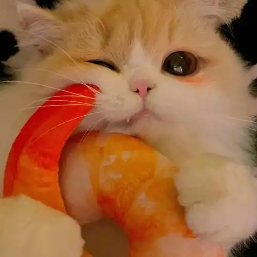 可爱猫咪 猫猫 头像小合集 - 知乎