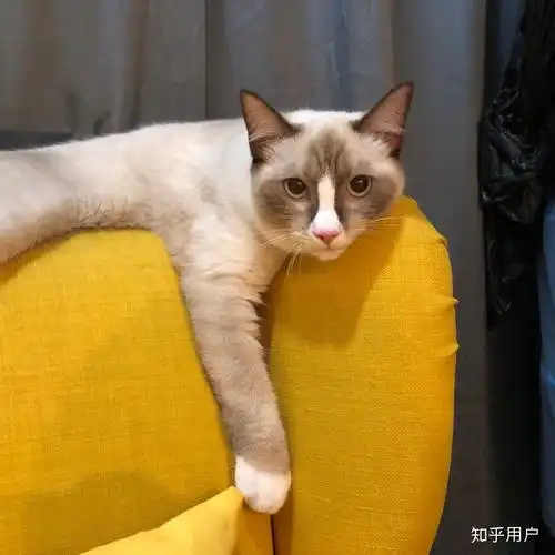 大伙有养英短串布偶的图嘛? - 知乎