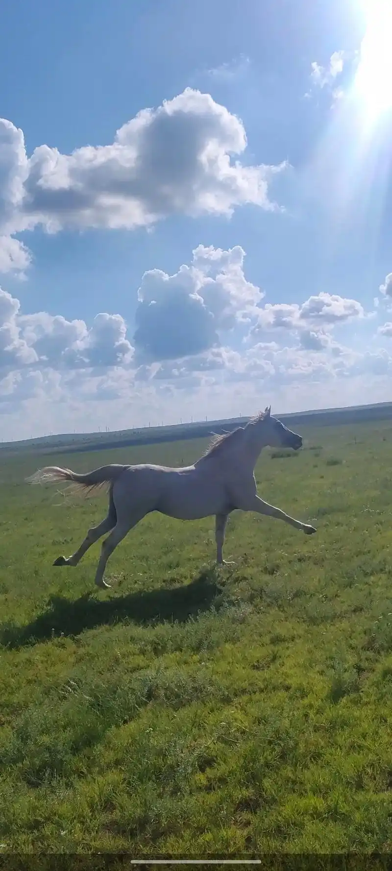 锡林郭勒草原 #蓝天白云绿草地 #骏马奔腾 - 抖音