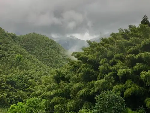 木坑竹海——卧虎藏龙拍摄地