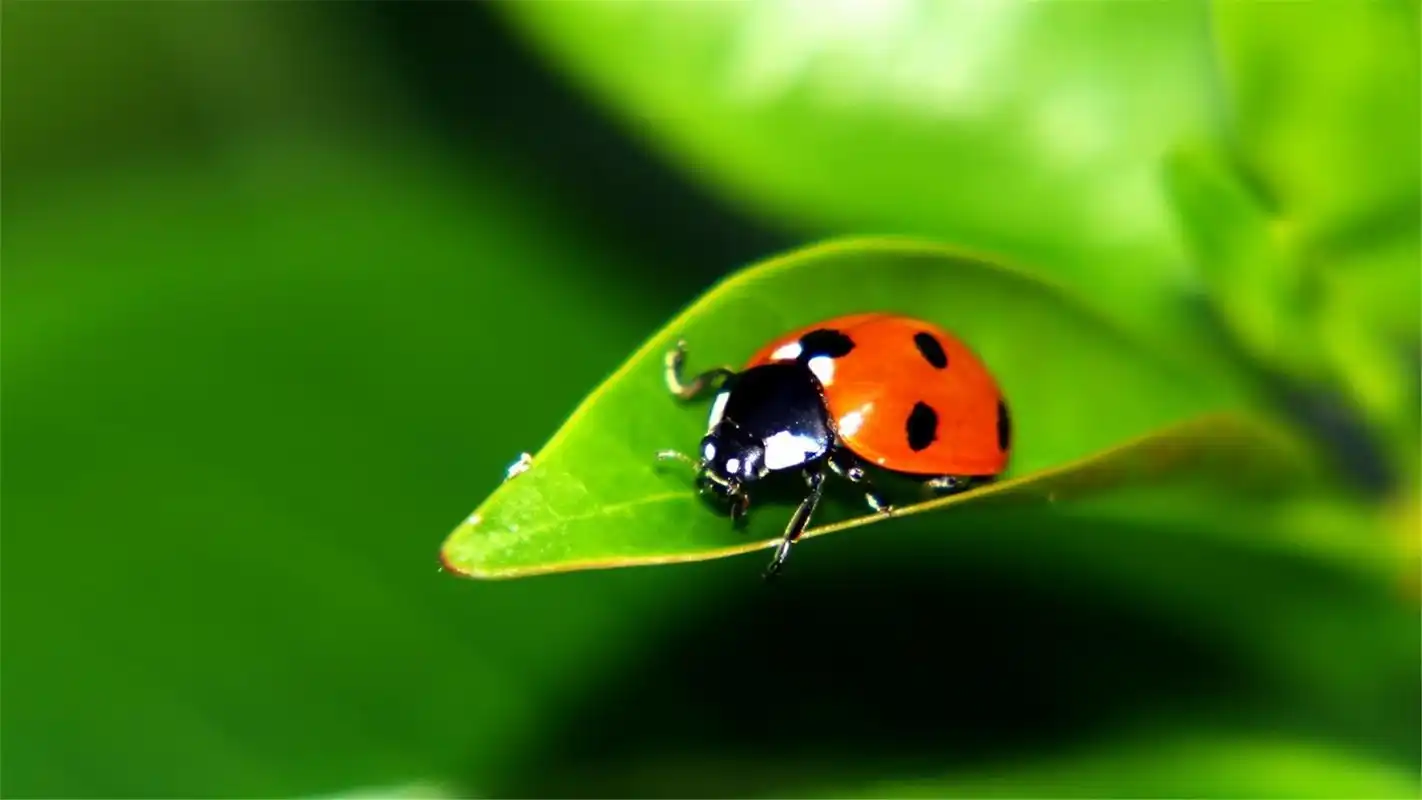 可爱昆虫图片高清绿色护眼电脑桌面壁纸宽屏下载4_动物壁纸_壁纸下载_
