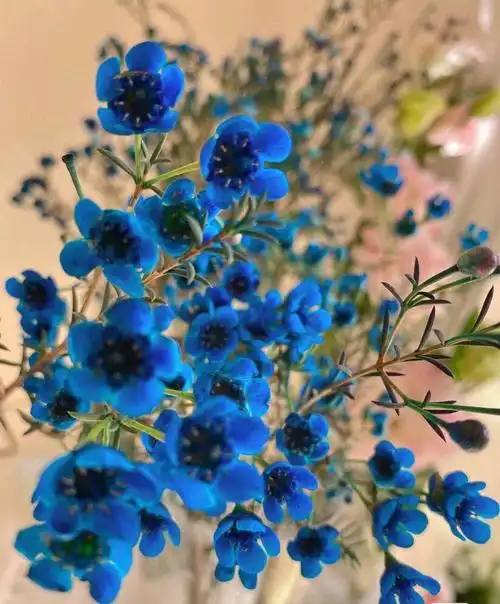 店铺里有各种花材,叶材,常见的,稀有的,进口的都有,云南花卉基地直发