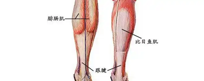 小腿的肌肉分为哪几群