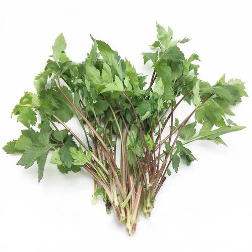新鲜当归苗珍珠菜500g 红根草 狼尾花 珍珠花菜 田螺菜 扯根菜