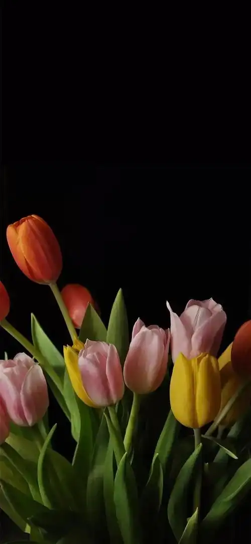 高清壁纸植物花卉治愈养眼小清新唯美