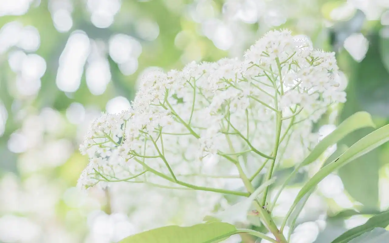 小清新绿色植物高清图片桌面壁纸