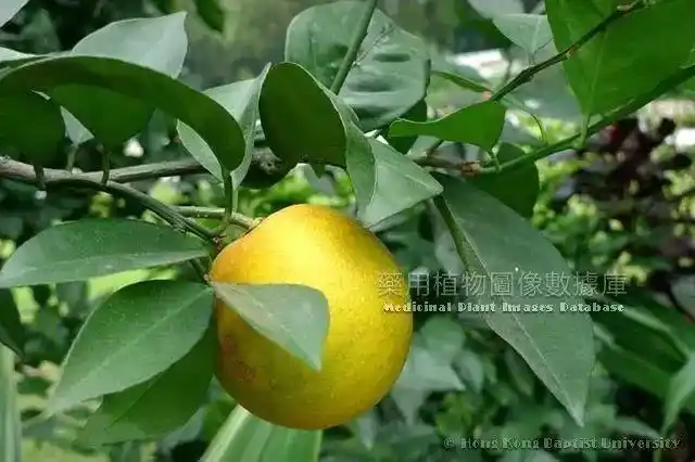 每天最少学一味中药—枳实_枳壳