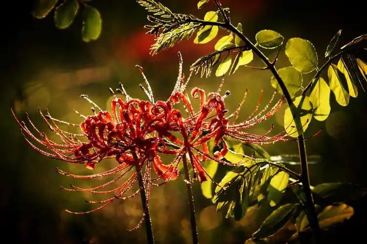 无尽的思念,绝望的爱情——彼岸花