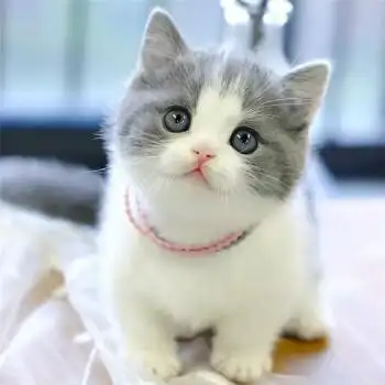 【30天保障蓝猫幼崽英短蓝猫幼猫活体英短蓝白宠物猫活体猫咪折耳猫蓝