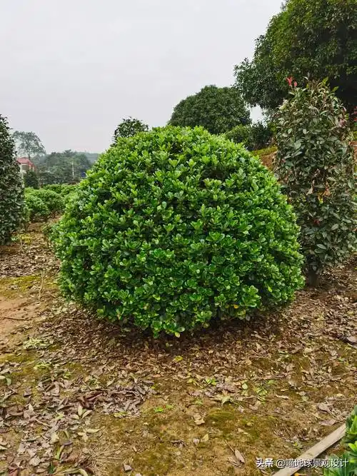 常见灌木(35种常见的球类灌木植物)_好房365