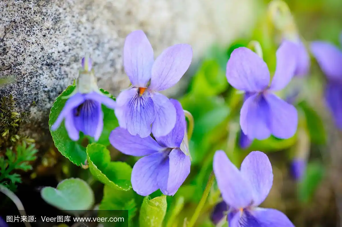 紫罗兰(viola odorata)