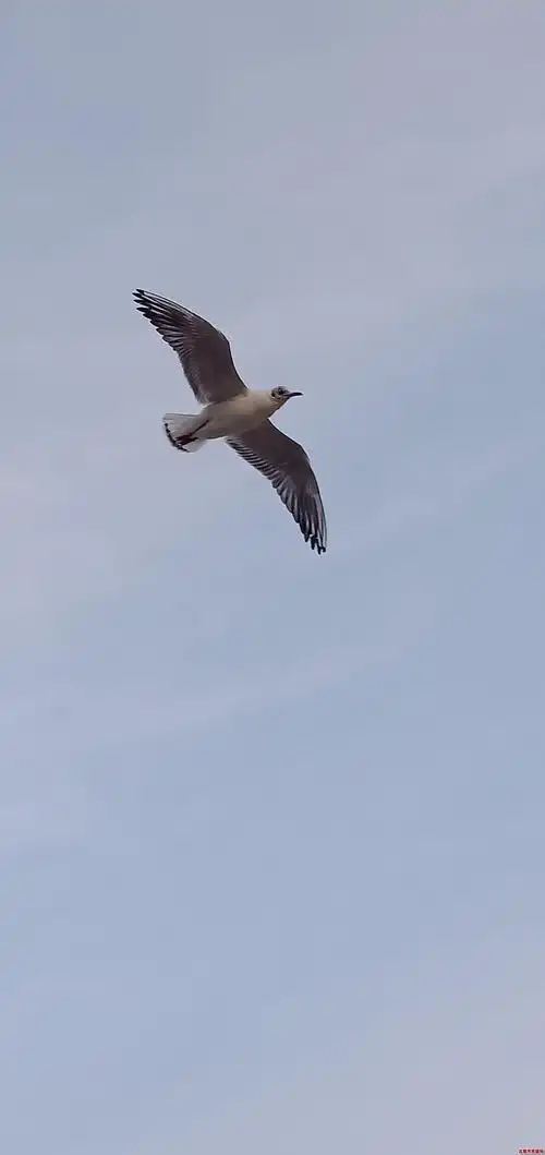 北戴河海边海鸥满天飞舞