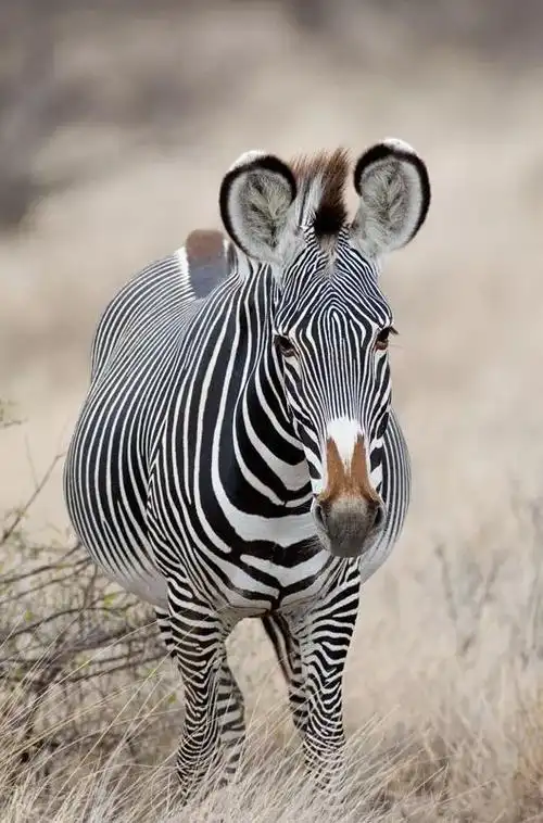 国际生物多样性日特辑100种各具特色的动物