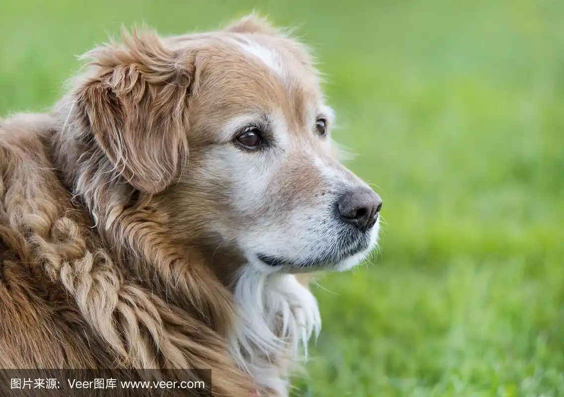 金毛猎犬的侧脸肖像
