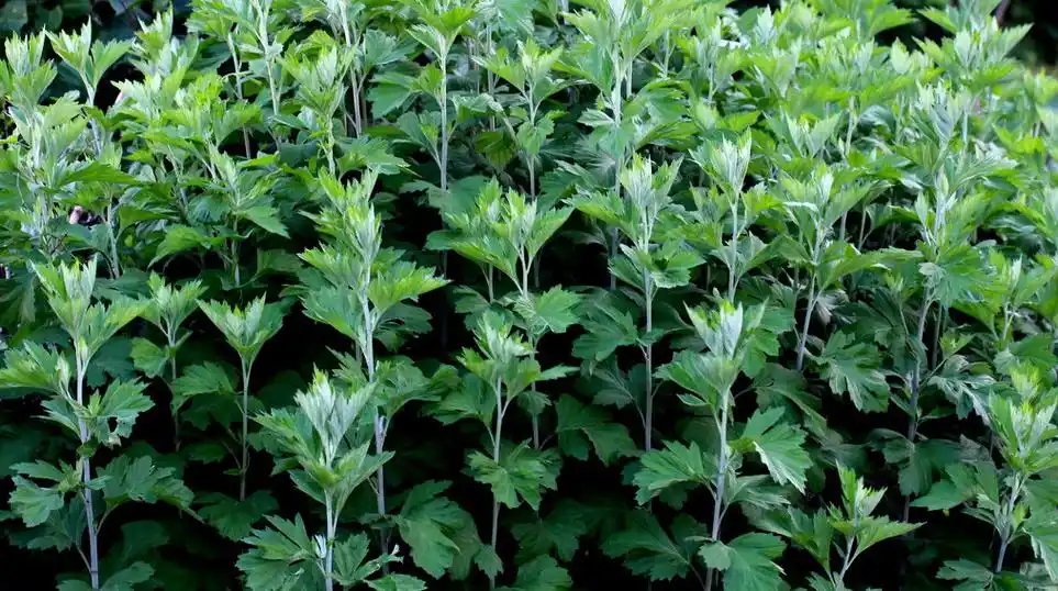林业科普鲜为人知的野草野花又来啦这一次你一定要看清楚