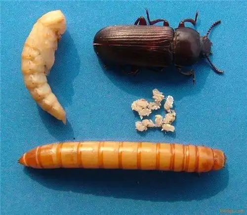 活饵大麦虫的饲养