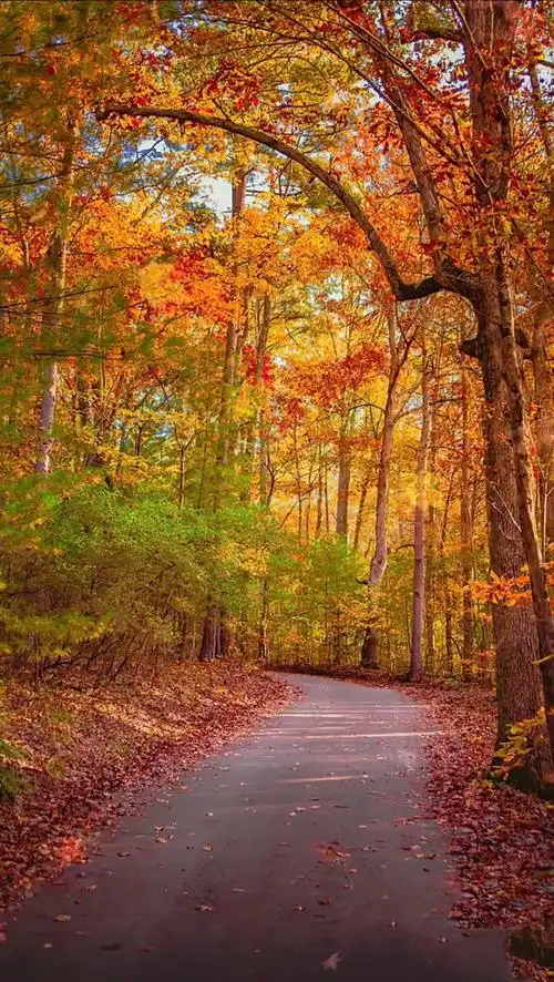 可能现实中没人能做到吧 "情感 "风景 "秋天落叶 - 子亿摄影 - 图虫