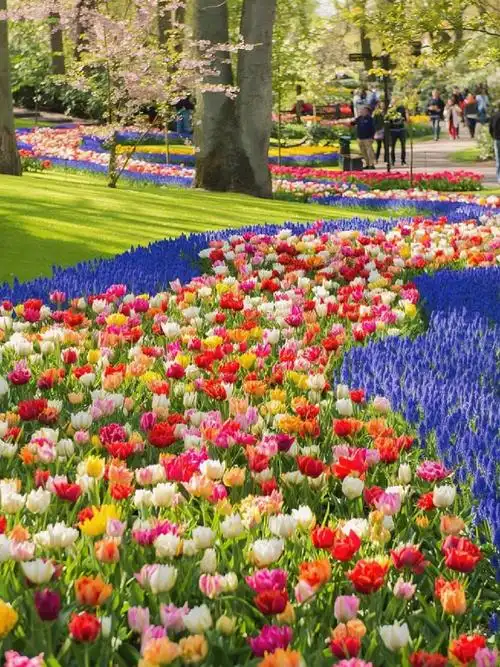 荷兰最美郁金香花园93本月700万朵鲜花已开