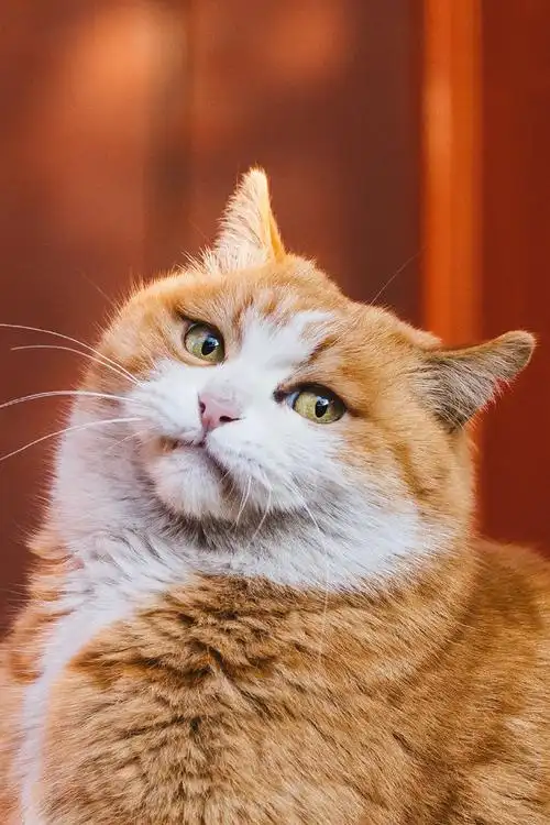 帕帕居然摆出了一个可爱的姿势,真的太会了.