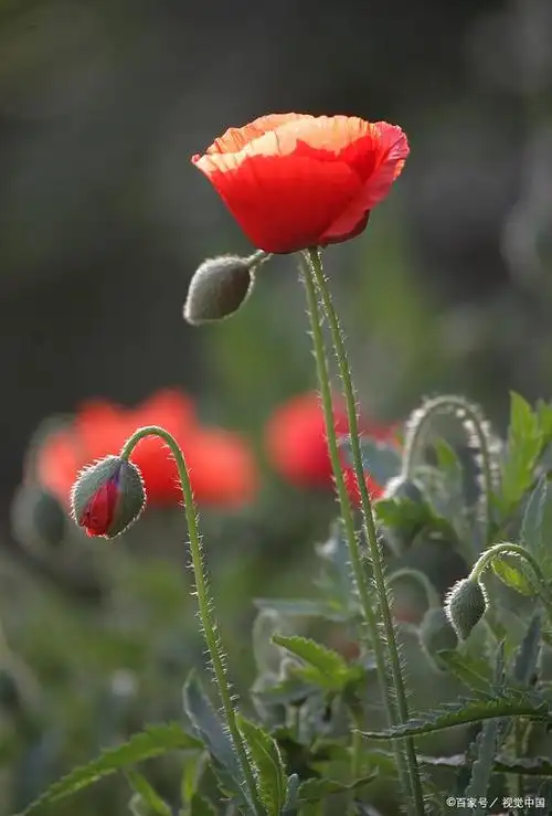 罂粟花和虞美人花的区别?