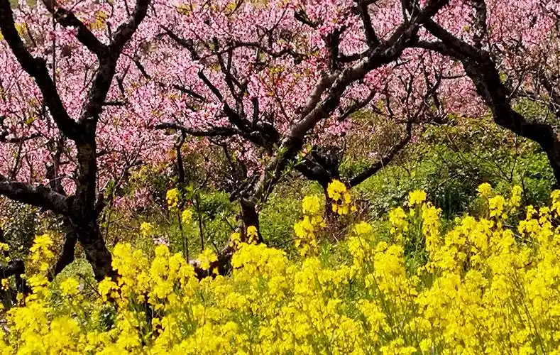 2019年春天拍摄的景色.