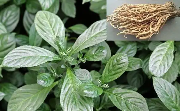 板蓝根只能清热下火吗?