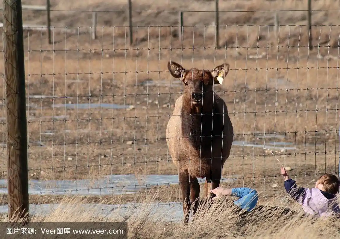 驼鹿,两个人,双胞胎,摄影师,学龄前