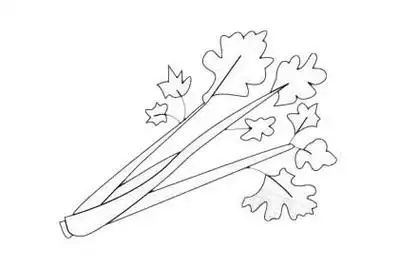 芹菜简笔画图片