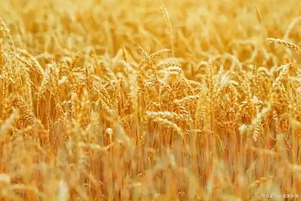 金色身躯的麦子,他有什么寓意象征