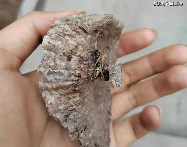 马蜂窝,又称露蜂房,蜂巢,有2大作用,价值极高,农民朋友要了解!