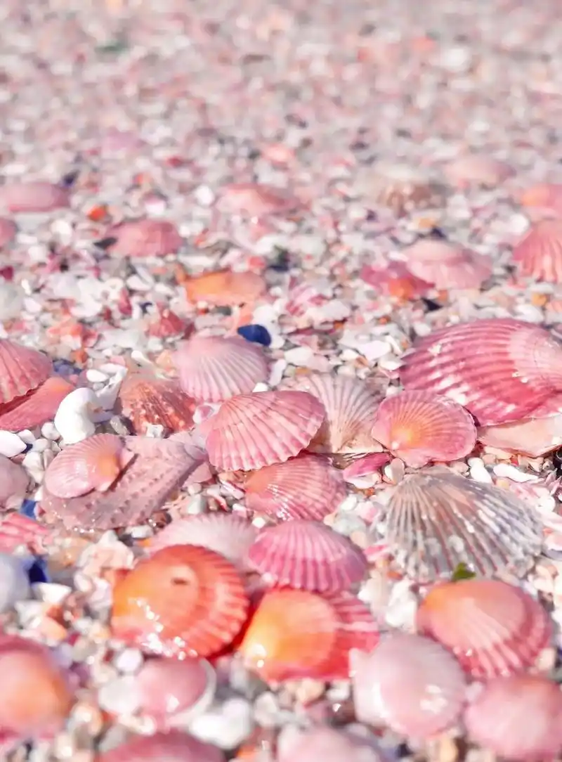 烟台粉色沙滩|土著教你挖不完的粉色贝壳
