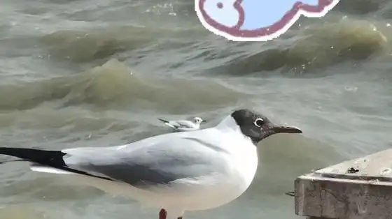 可爱的海鸥