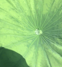 并通过167°的弧度设计,只需轻轻一抖就可让粘在伞面的水滴,瞬间被