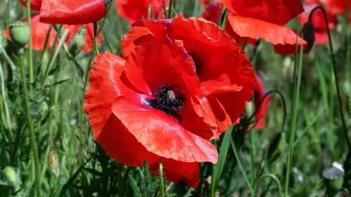 红色罂粟花观赏图片