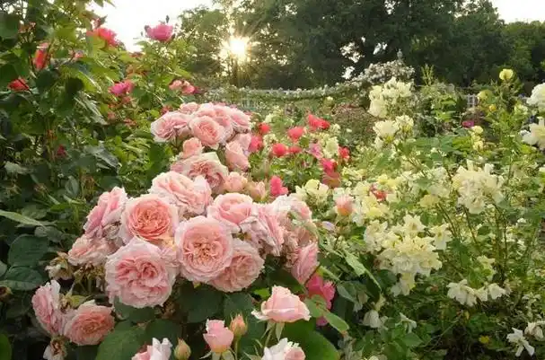 春来芳菲起,盘点全球最美赏花胜地