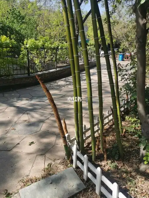 2020年4月25日小竹已经长到我胸口的位置了感觉这