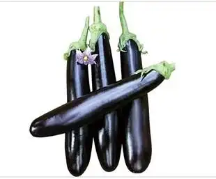 紫红长茄种子茄子新手阳台菜园盆栽庭院有机蔬菜种子春夏秋四季播