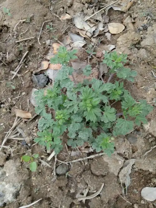 这个草是夏枯草,有清肝,散结之功效.