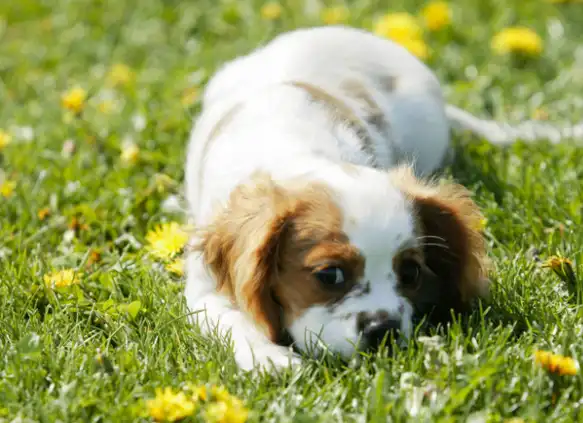 原创很多人喜欢狗狗这几种可爱的狗狗看看有没有你喜欢的