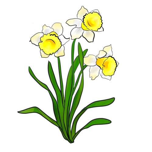 手绘唯美水仙花插画图片