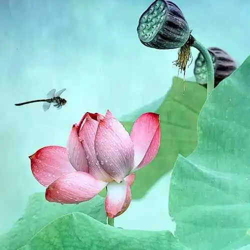 佛系图片头像禅意荷花 独一无二的佛系莲花图片微信头像_微信头像