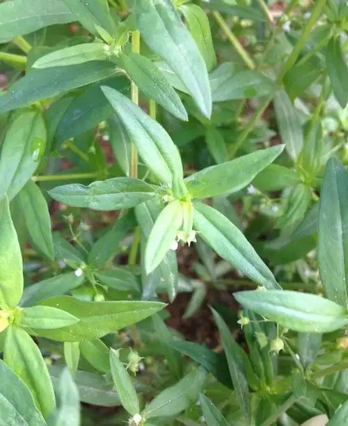 (白花蛇舌草):甘,淡,凉.清热解毒,利湿消痈,抗癌.用于恶性肿瘤,肠痈,