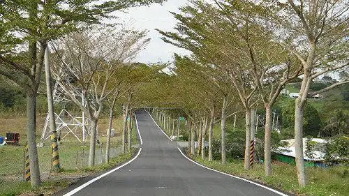 这些年 那些惊艳了时光的行道树