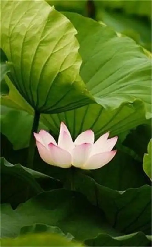 保护眼睛的桌面壁纸,绿色桌面背景图护眼(高清养眼绝美手机壁纸102张)