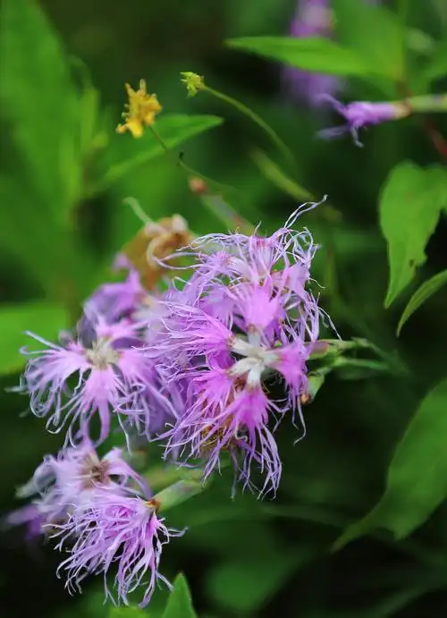 900_1243竖版 竖屏