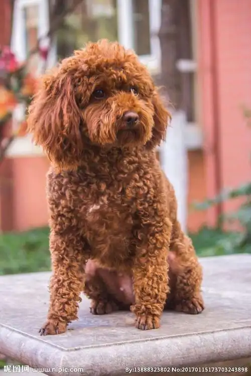 卷毛泰迪犬养殖基地贵妇宠物犬纯种泰迪犬精品泰迪犬葡萄牙泰迪犬厂家