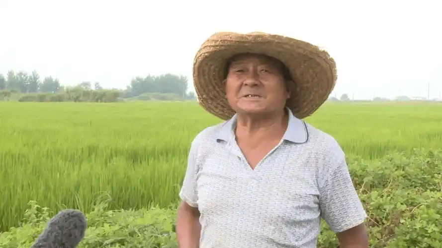 马鞍山市和县西埠镇:藏粮于地藏粮于技 夯实粮食安全根基_农业_建设