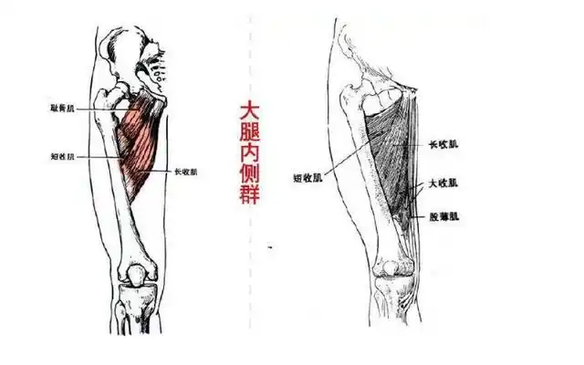 大腿内侧赘肉减不掉,问题出在哪里?改掉1个习惯,练出纤玉美腿
