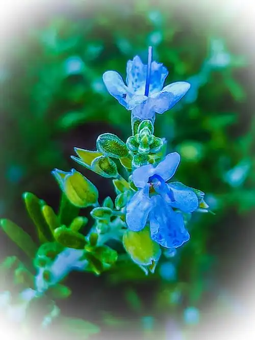 迷迭香花,花型优雅